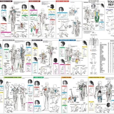 Touch For Health Reference Chart